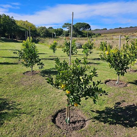 Die Heerenhuys Guest Suites Stellenbosch Bagian luar foto