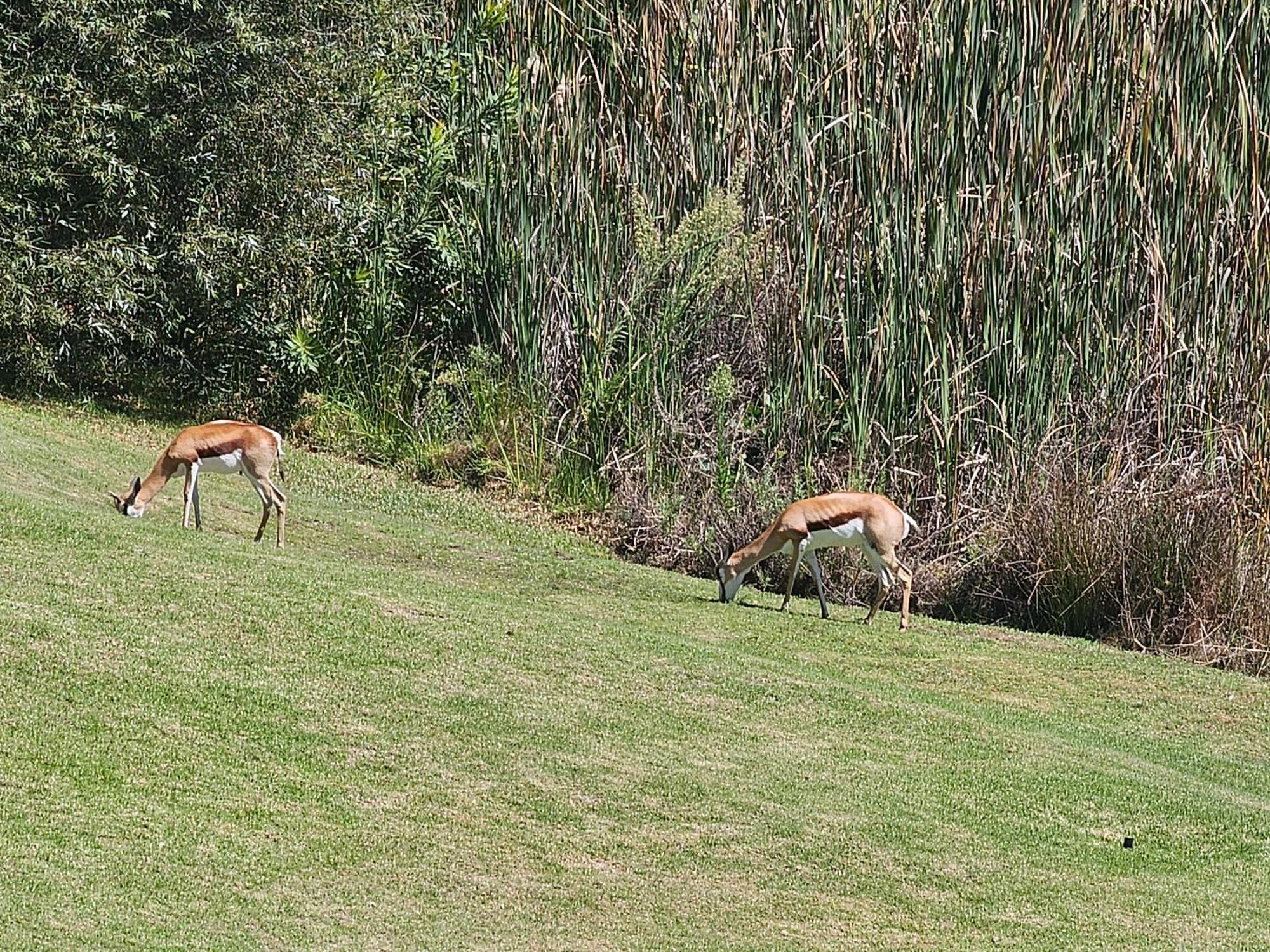 Die Heerenhuys Guest Suites Stellenbosch Bagian luar foto